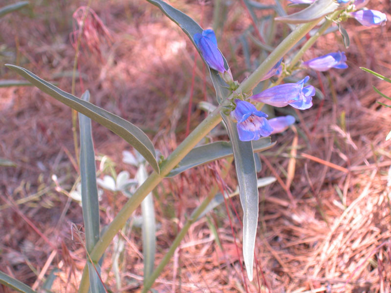 Penstemon speciosa