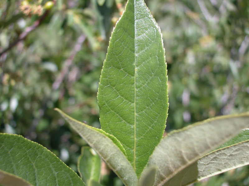 Prunus virginiana