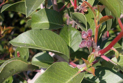 Rhus ovata