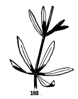 Plant with whorled leaves.