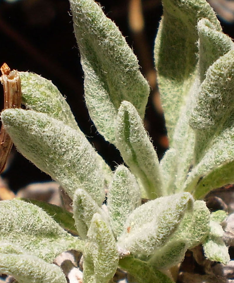 Eriogonum wrightii