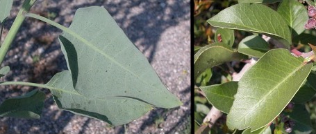 Glaucus vs green leaf