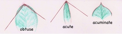 Obtuse, acute, and acuminate leaf tips.