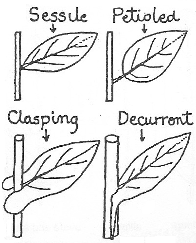 Decurrent and clasping leaf bases.