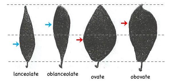 Oblanceolate and obovate leaves.