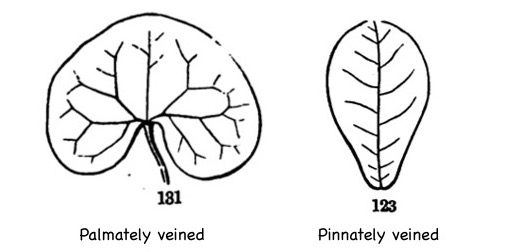 Palmate vs pinnate venation