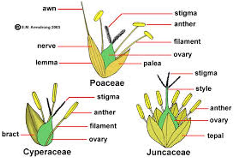 Flowers of the Poaceae, Cyperaceae and Juncaceae