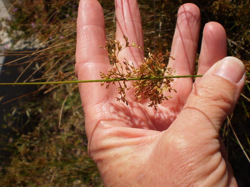 Inflorescence