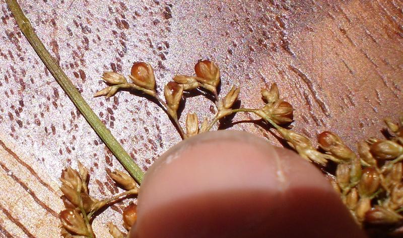 Inflorescence close-up