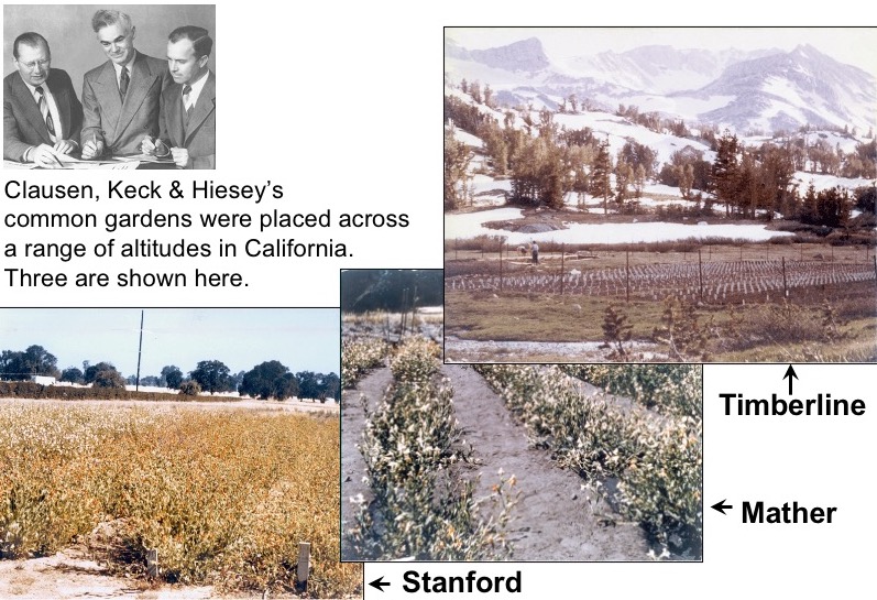 Three common gardens set up by Clausen, Keck, and Hiesey