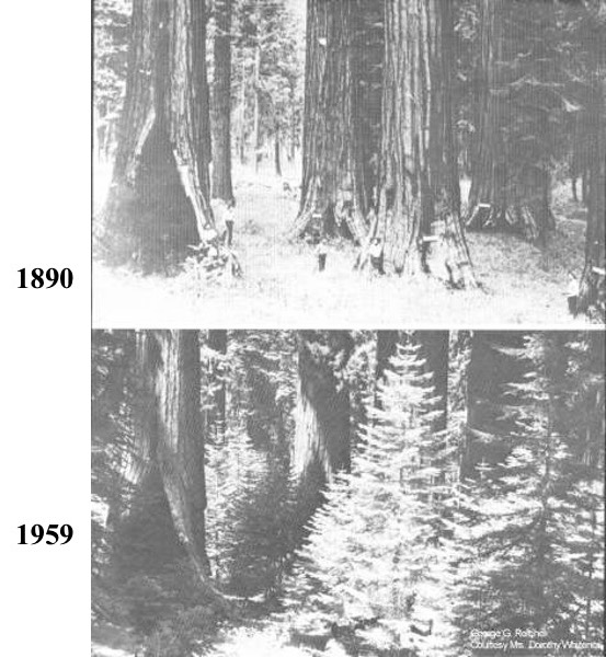 Giant sequoia stand before and after fire suppression