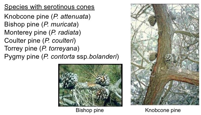 Serotinous species in California.