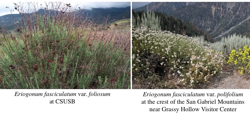 Low-elevation and high-elevation varieties of California buckwheat