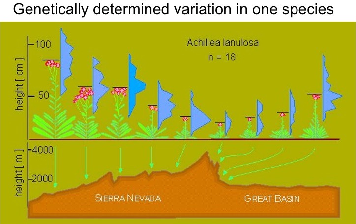 Height of plants from different populations, grown in a common environment