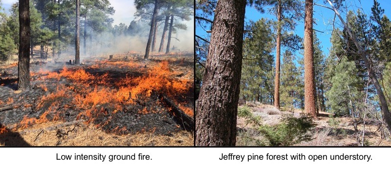 Ground fire and Jeffrey pine forest with open understory