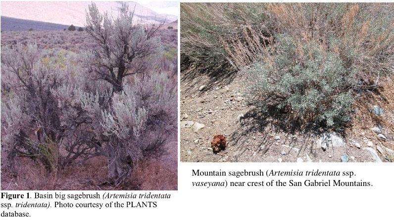 Low-elevation and high-elevation varieties of Artemisia tridentata