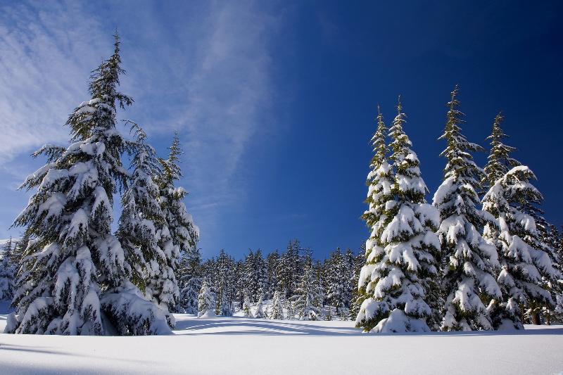 Flexible evergreens loaded with snow.