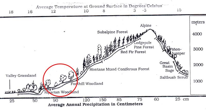 Location of foothill woodland in the foothills of the Sierra Nevada Mountains.