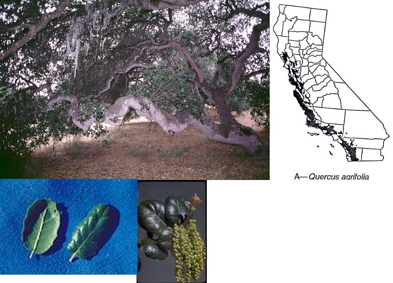 Quercus agrifolia and its distribution