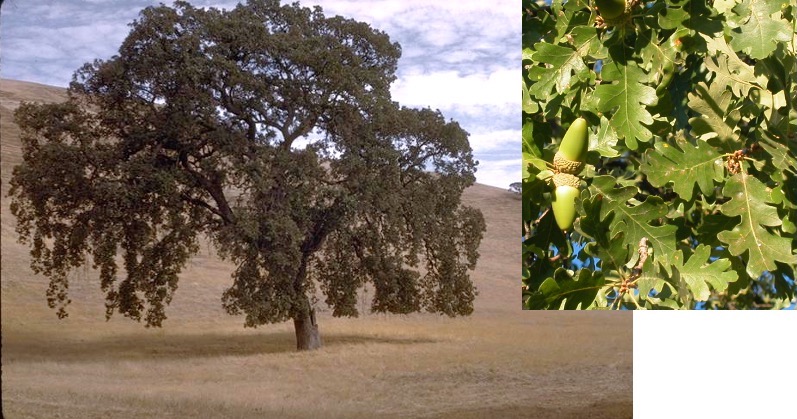 Quercus lobata: tree, leaves and acorns