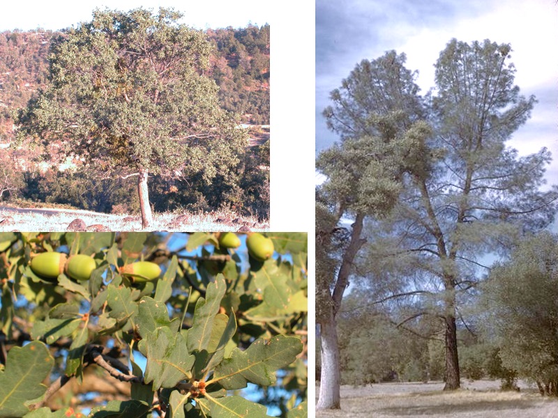 Quercus douglasii and Pinus sabiniana