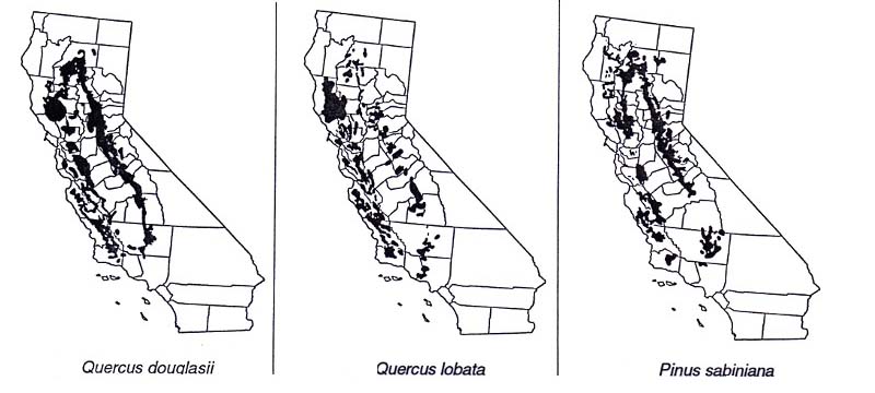 Distribution of the dominant tree species of foothill woodland.