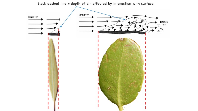 Boundary layers of narrow and wide leaves.