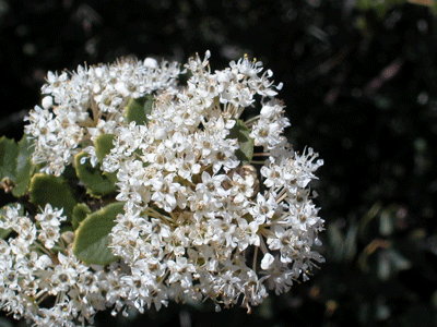 Ceanothus crassifolius