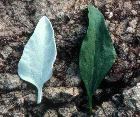 Encelia farinosa summer leaf (left) and spring leaf (right)