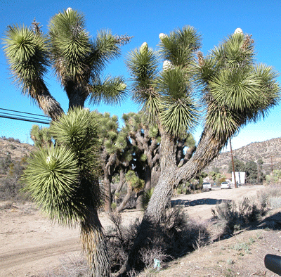 JoshuaTree