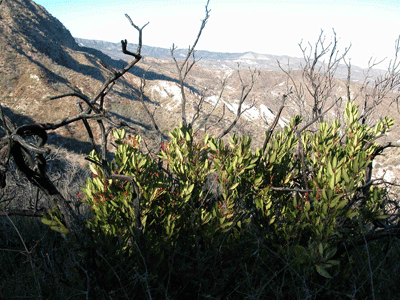 Toyon resprouting from root crown