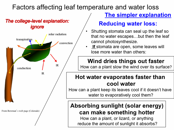 Factors affecting leaf temperature and water loss