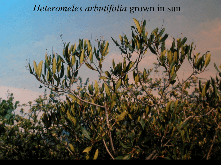 Toyon in high sun