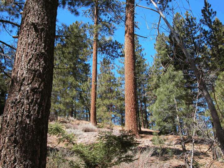 Jeffrey pine forest