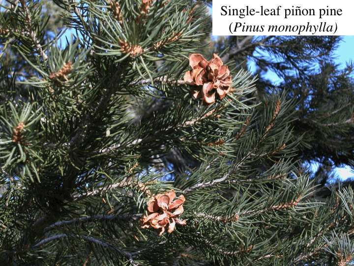 Pinyon pine