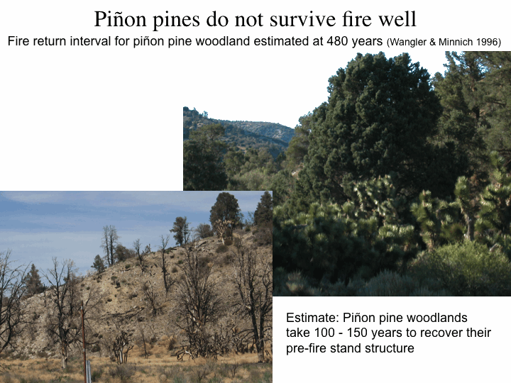 Fire in pinyon pine woodland