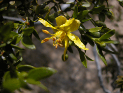 Creosote bush flower