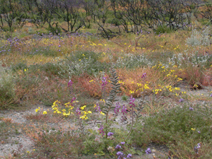 Post-fire bloom