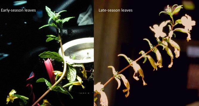 Spring and summer leaves of Diplacus aurantiacus.