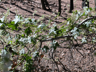 Wild cucumber emerging after fire