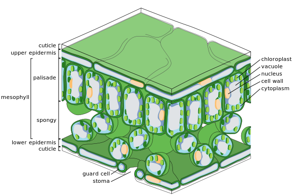 Diagram of leaf cross-section