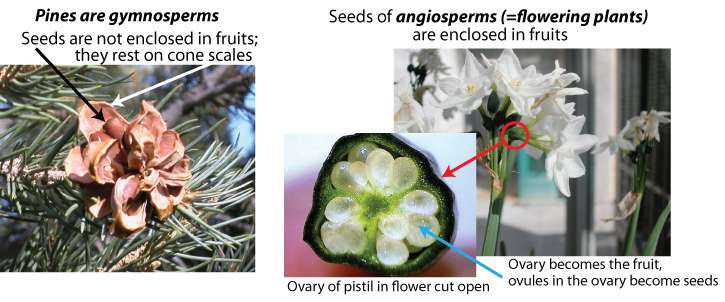 Gymnosperm vs angiosperm