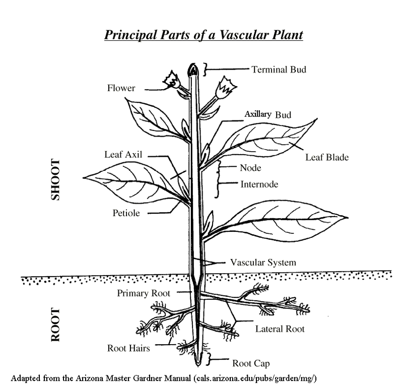 Parts of basic plant body