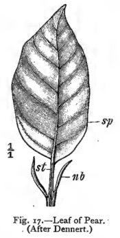 Basic leaf structure