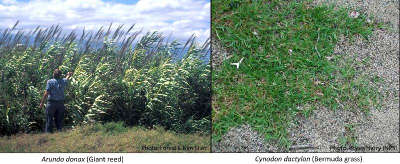 Arundo donax and Cynodon dactylon