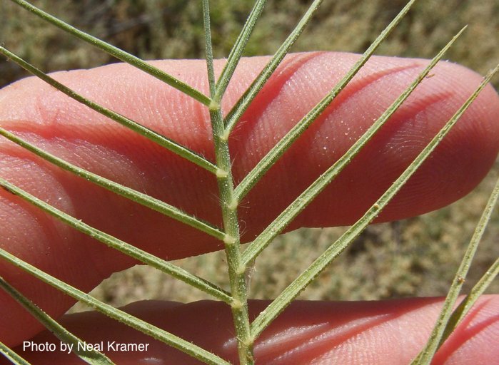 Leaves of Distichlis spicata.