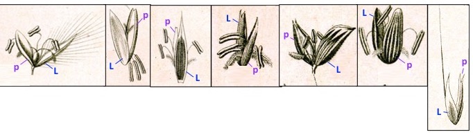 Florets with palea and lemma labeled