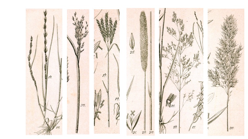 Inflorescences of grass