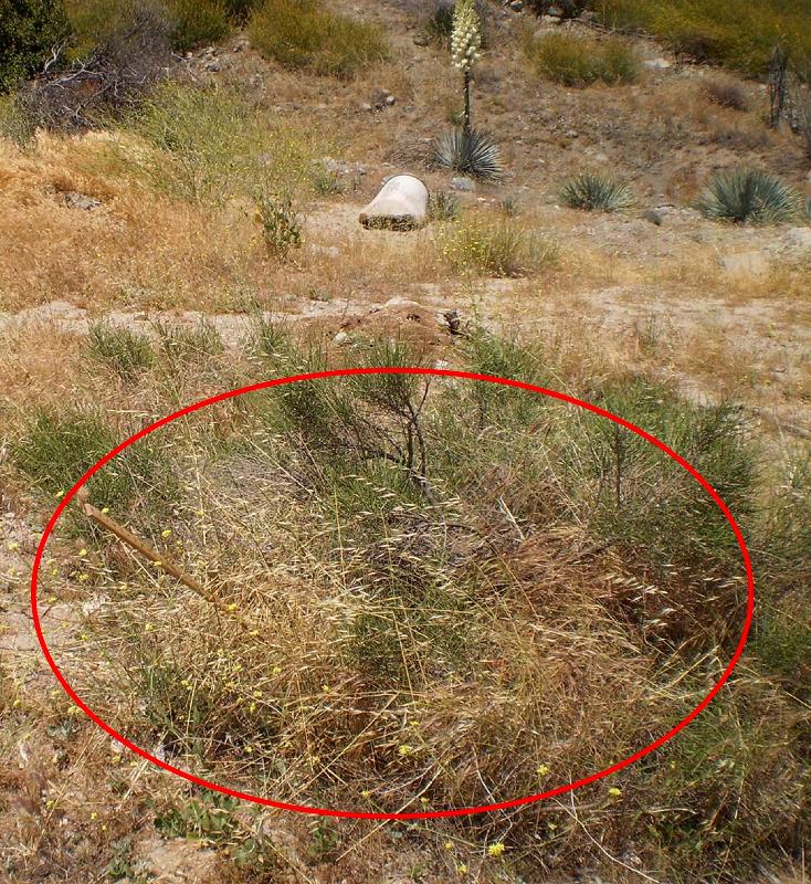 Plant in field (circled)