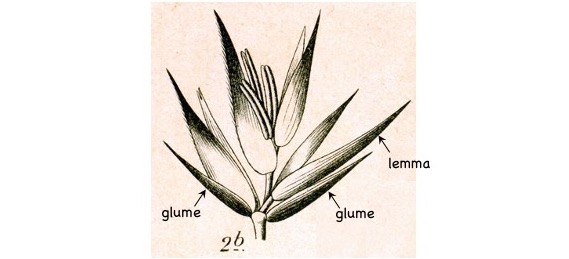 Drawing of one spikelet with four florets.